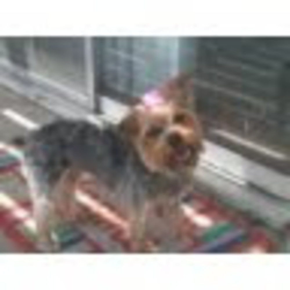 Meet your Posher, Shannon